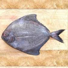 கருப்பு வாவல் / Black Vaval
