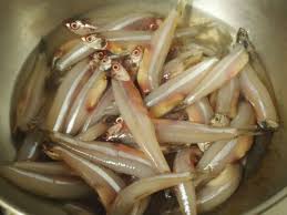 நெத்திலி / Nethali