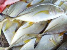 பாறை / Paarai