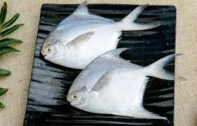 வெள்ளை வாவல் / White Vaval